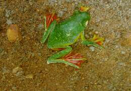 Image of Malabar Gliding Frog