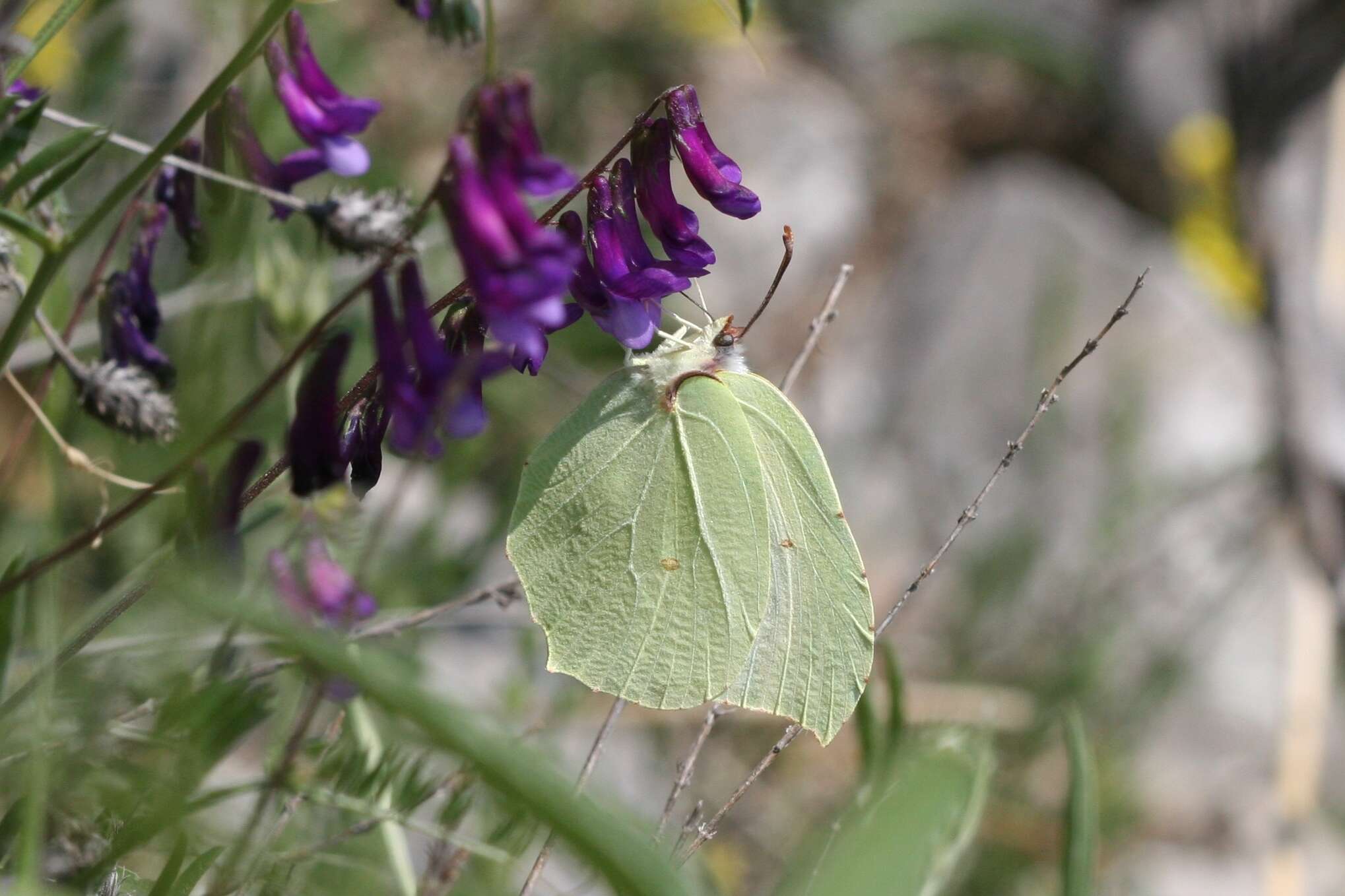 Image of Gonepteryx rhamni transiens Verity 1913