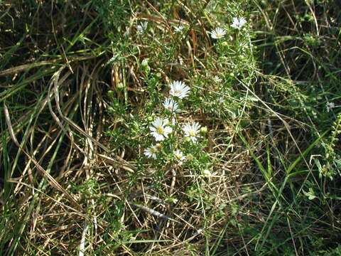 صورة Symphyotrichum ericoides (L.) G. L. Nesom