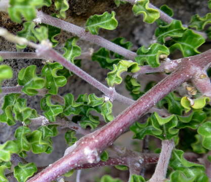 Image de Fockea capensis Endl.