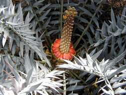 Image of Eastern Cape Blue Cycad