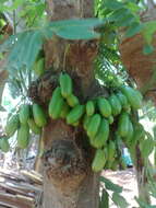 Image of bilimbi