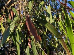 Image de Melaleuca leucadendra (L.) L.