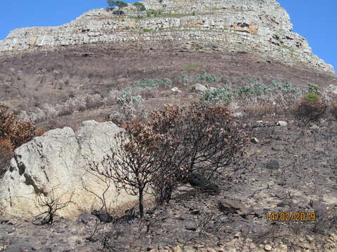 Image of Silver tree