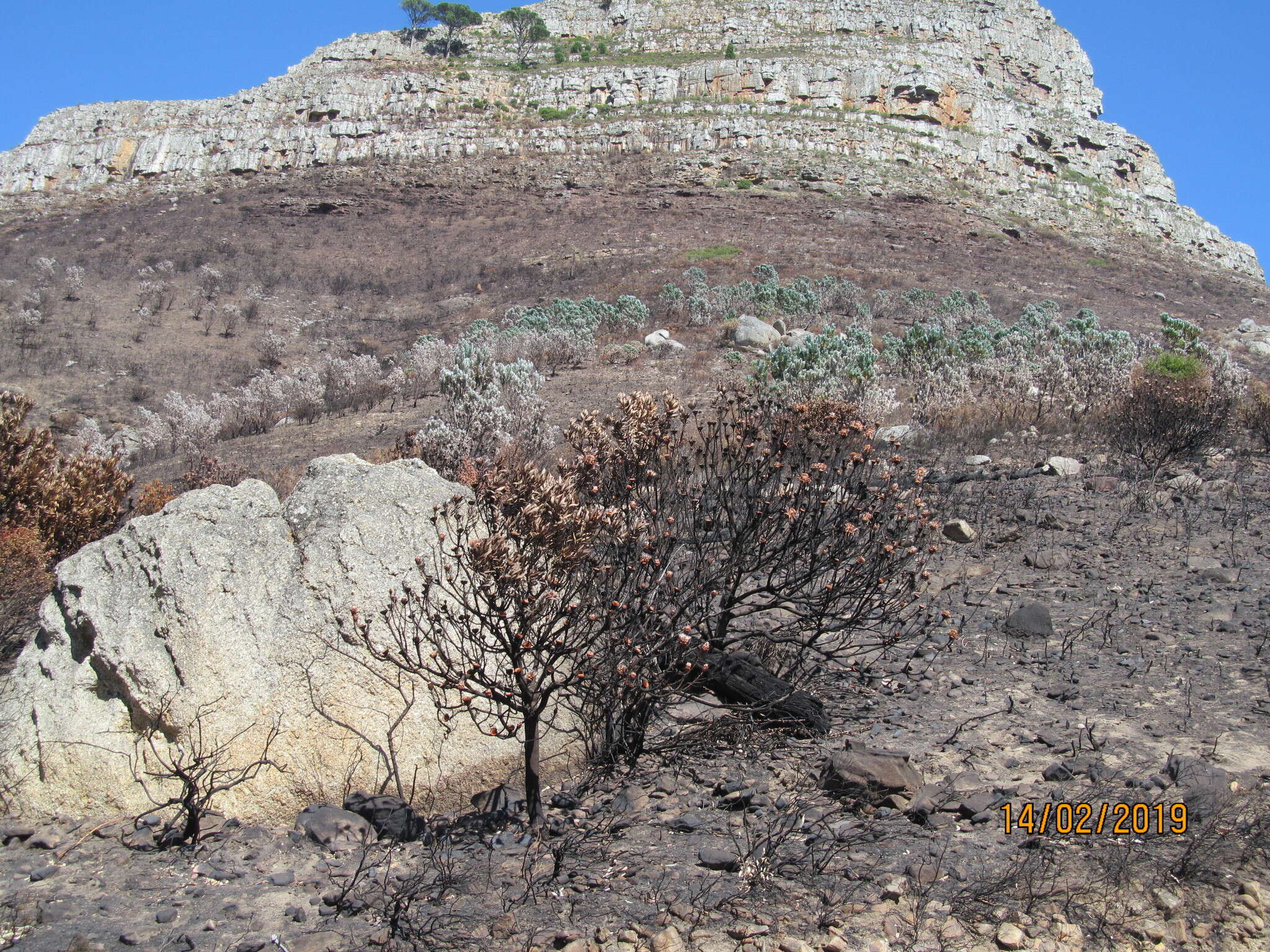 Image de Leucadendron argenteum (L.) R. Br.