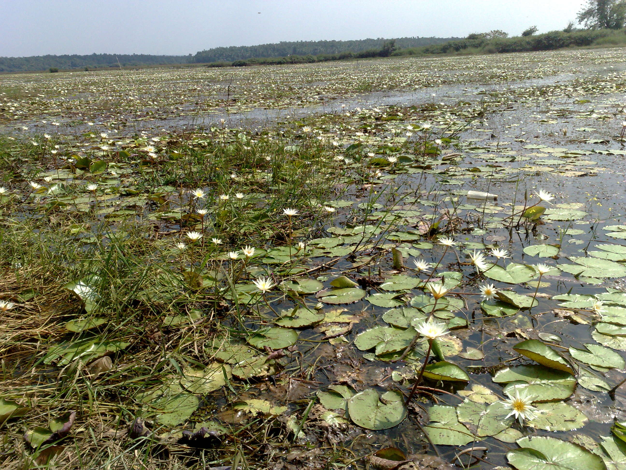 Image of blue star water-lily