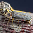 Image of Iberian firefly