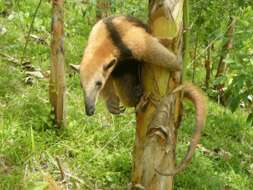 Image of anteater