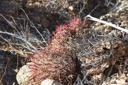 Image of Ferocactus gracilis subsp. tortulispinus