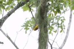 Image of Olive-headed Weaver