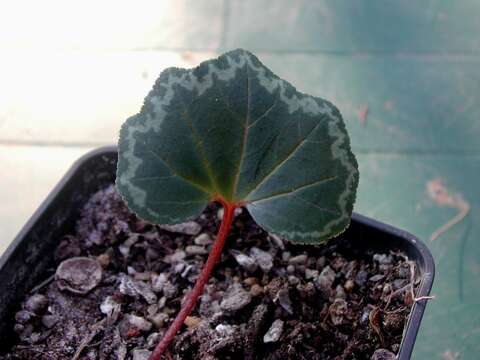 Image of Cyclamen rohlfsianum Ascherson