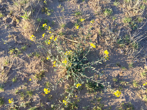 Image of Gordon's bladderpod