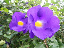 Image de Thunbergia erecta (Benth.) T. Anders.