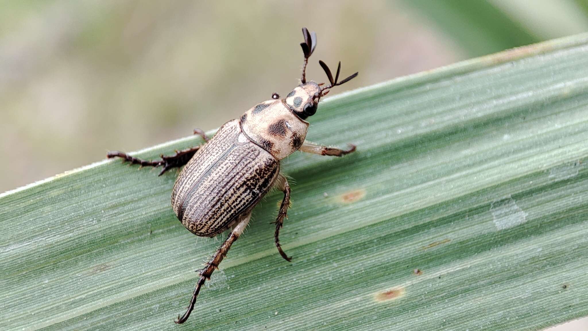 Image of Anomala takasagoensis (Sawada 1941)