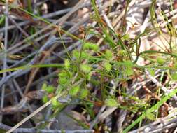 Слика од Drosera indumenta Lowrie & Conran