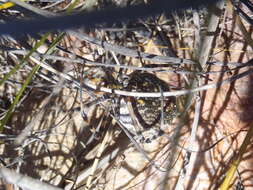 Image of Argiope australis (Walckenaer 1805)