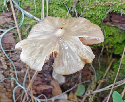 Imagem de Entoloma strictius (Peck) Sacc. 1887