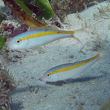 Image of Rosy goatfish