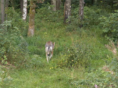 Image of Eurasian Wolf