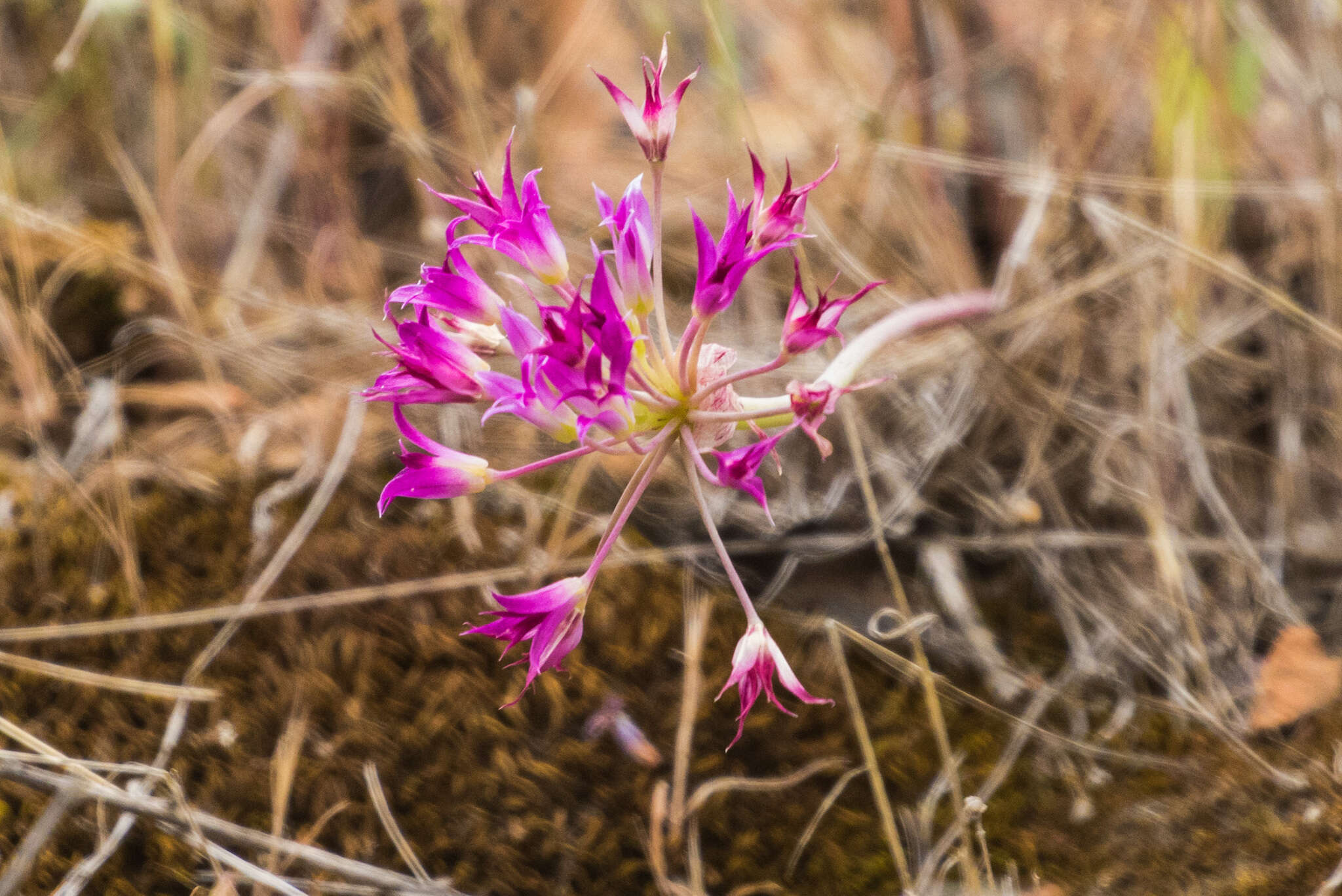 Image of penisula onion