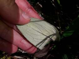 Image of Celmisia verbascifolia Hook. fil.