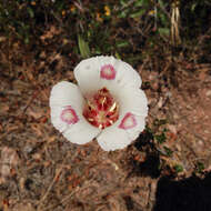 Image of butterfly mariposa lily