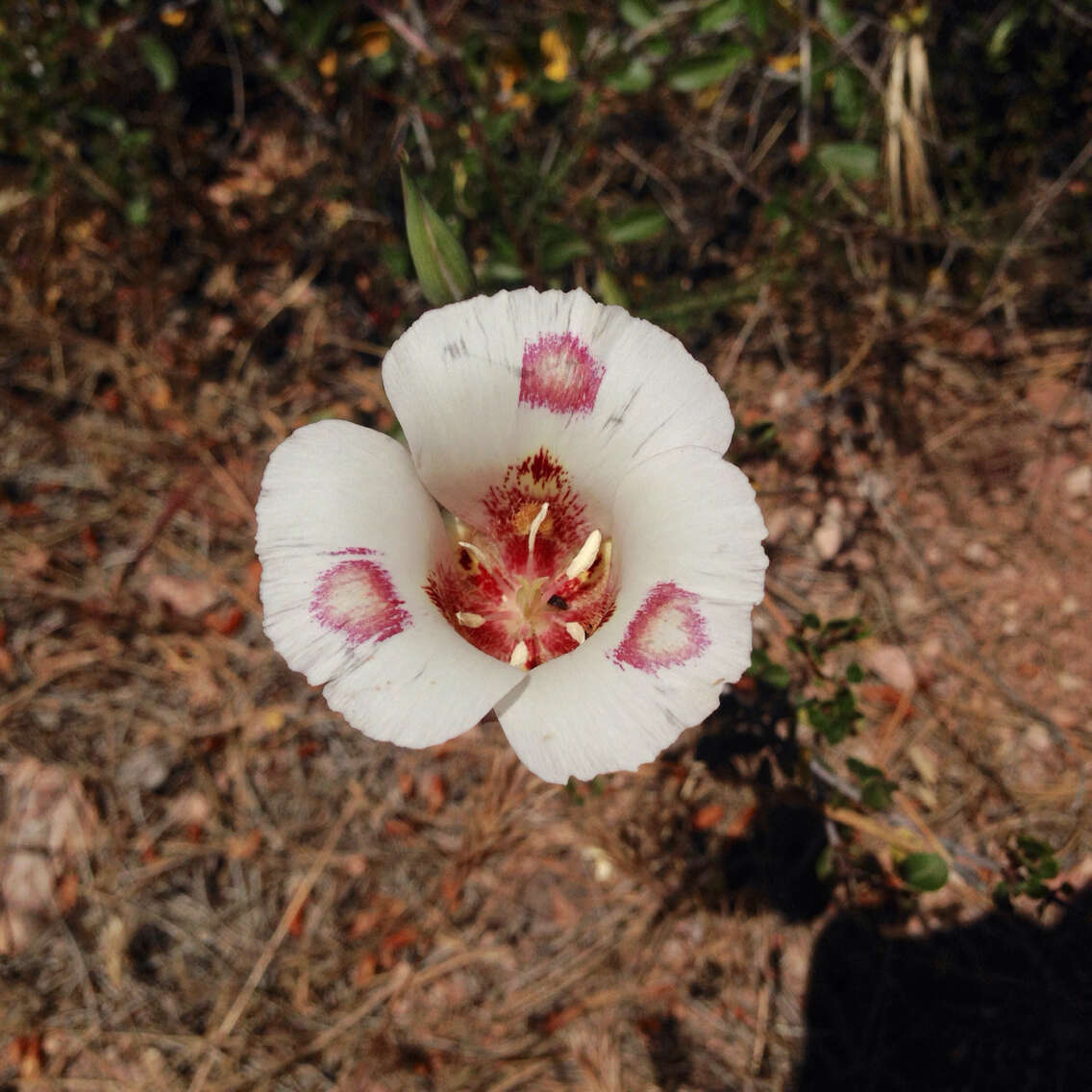 Image of butterfly mariposa lily