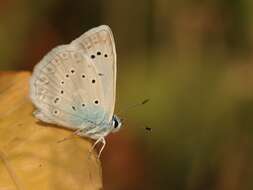 Image of Polyommatus daphnis