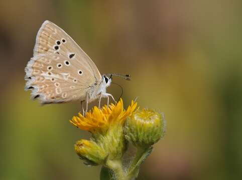 Image of Polyommatus daphnis