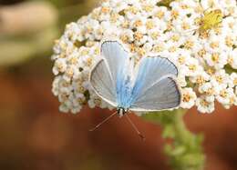 Image of Polyommatus daphnis