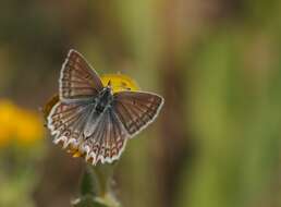 Image of Polyommatus daphnis