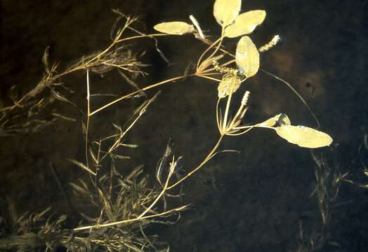 Image of Various-leaved Pondweed