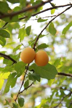 Image of European plum