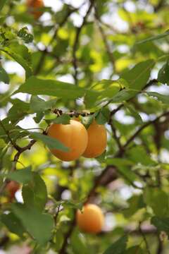 Image of European plum