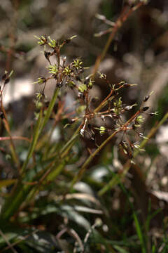 Imagem de Luzula pilosa (L.) Willd.