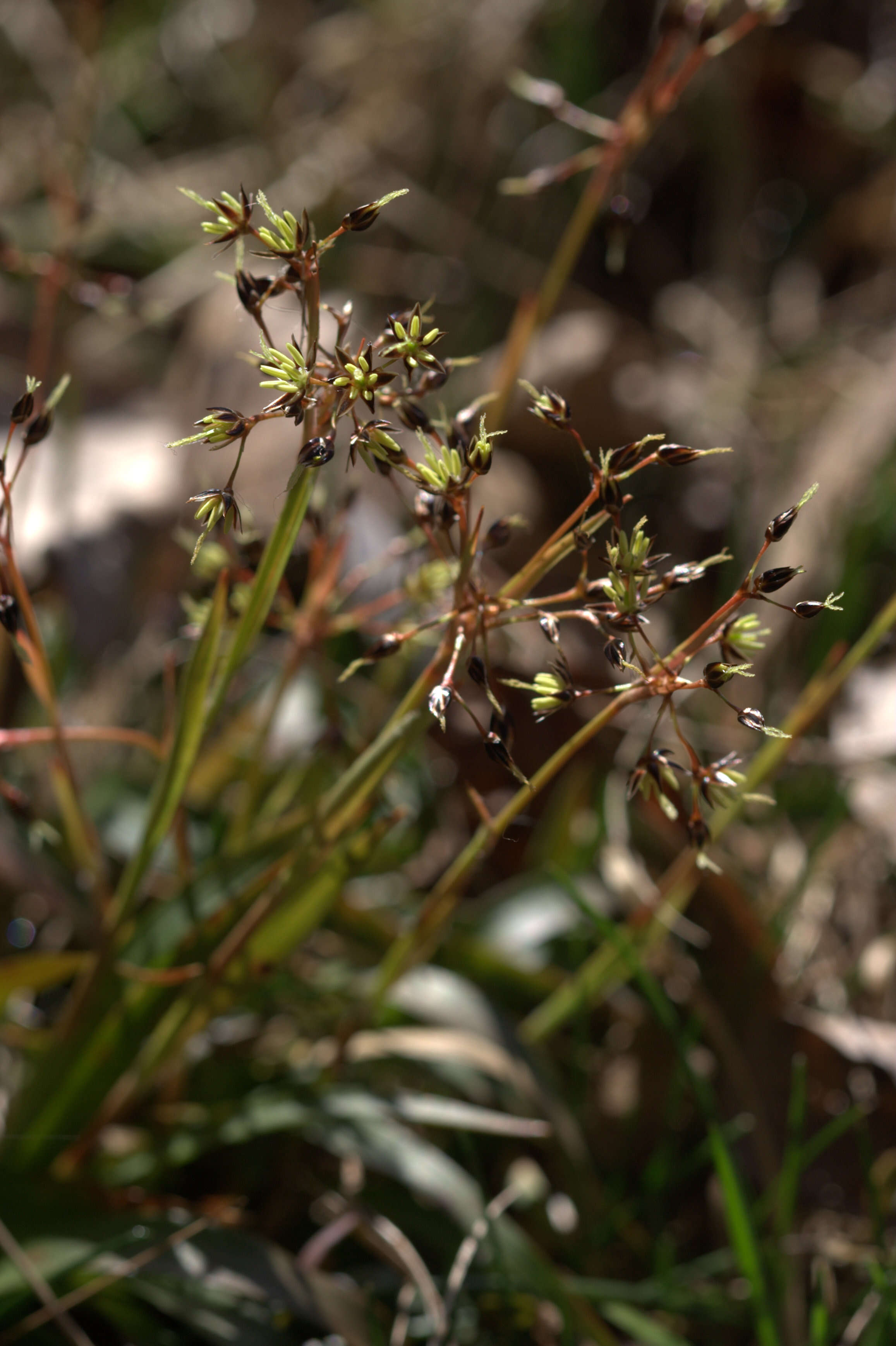 Luzula pilosa (L.) Willd. resmi