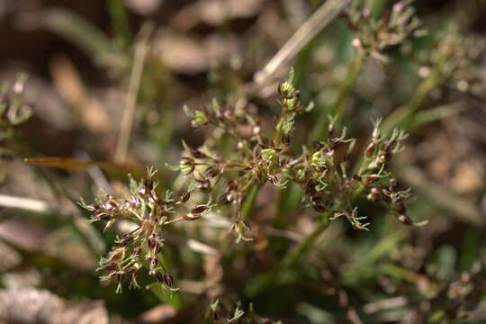 Imagem de Luzula pilosa (L.) Willd.