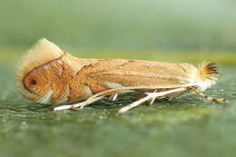 Phyllonorycter quercifoliella (Zeller 1839)的圖片