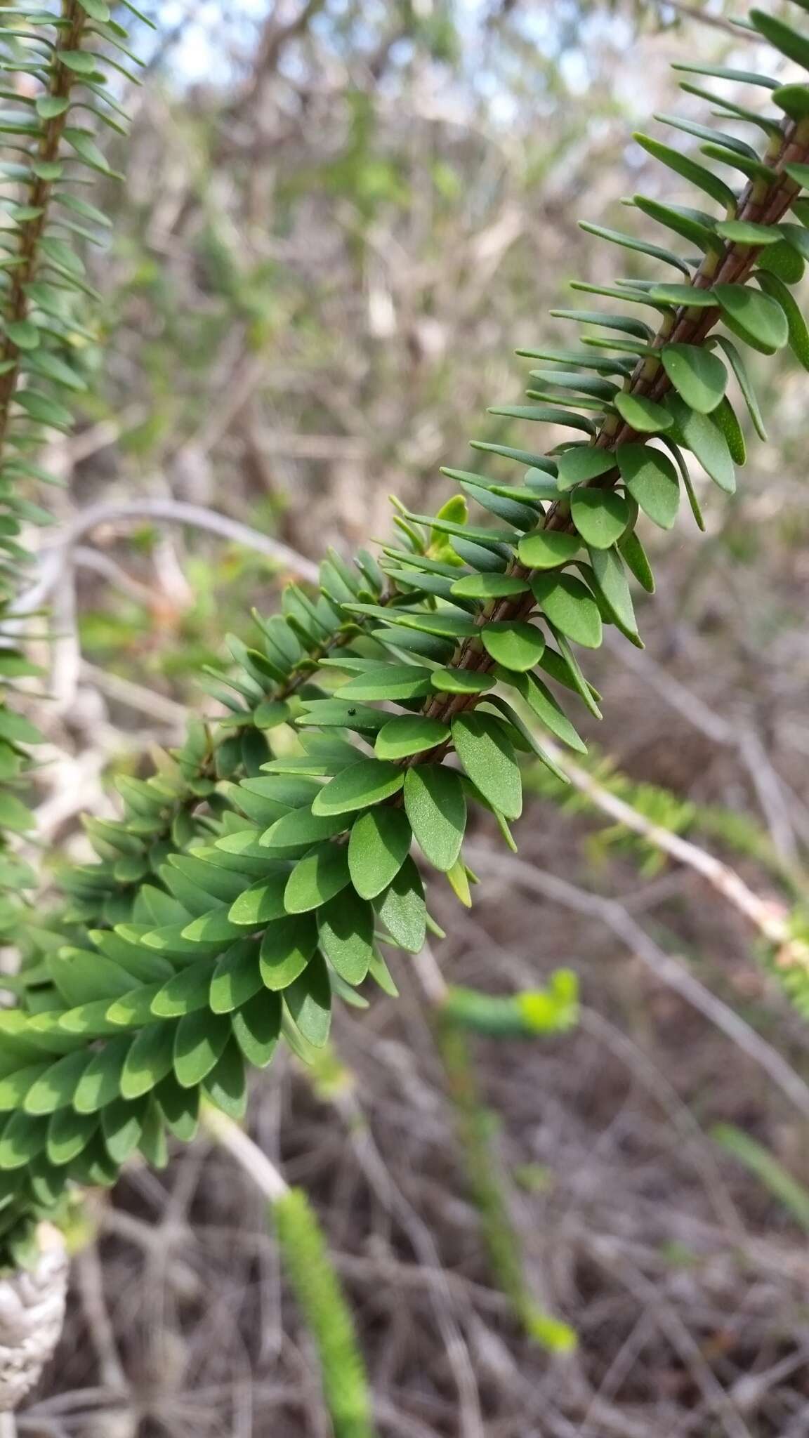 Image of dotted melaleuca