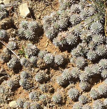 Plancia ëd Psychrophyton grandiflorum (Hook. fil.) Beauv.