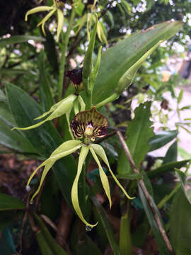 Слика од Prosthechea cochleata (L.) W. E. Higgins