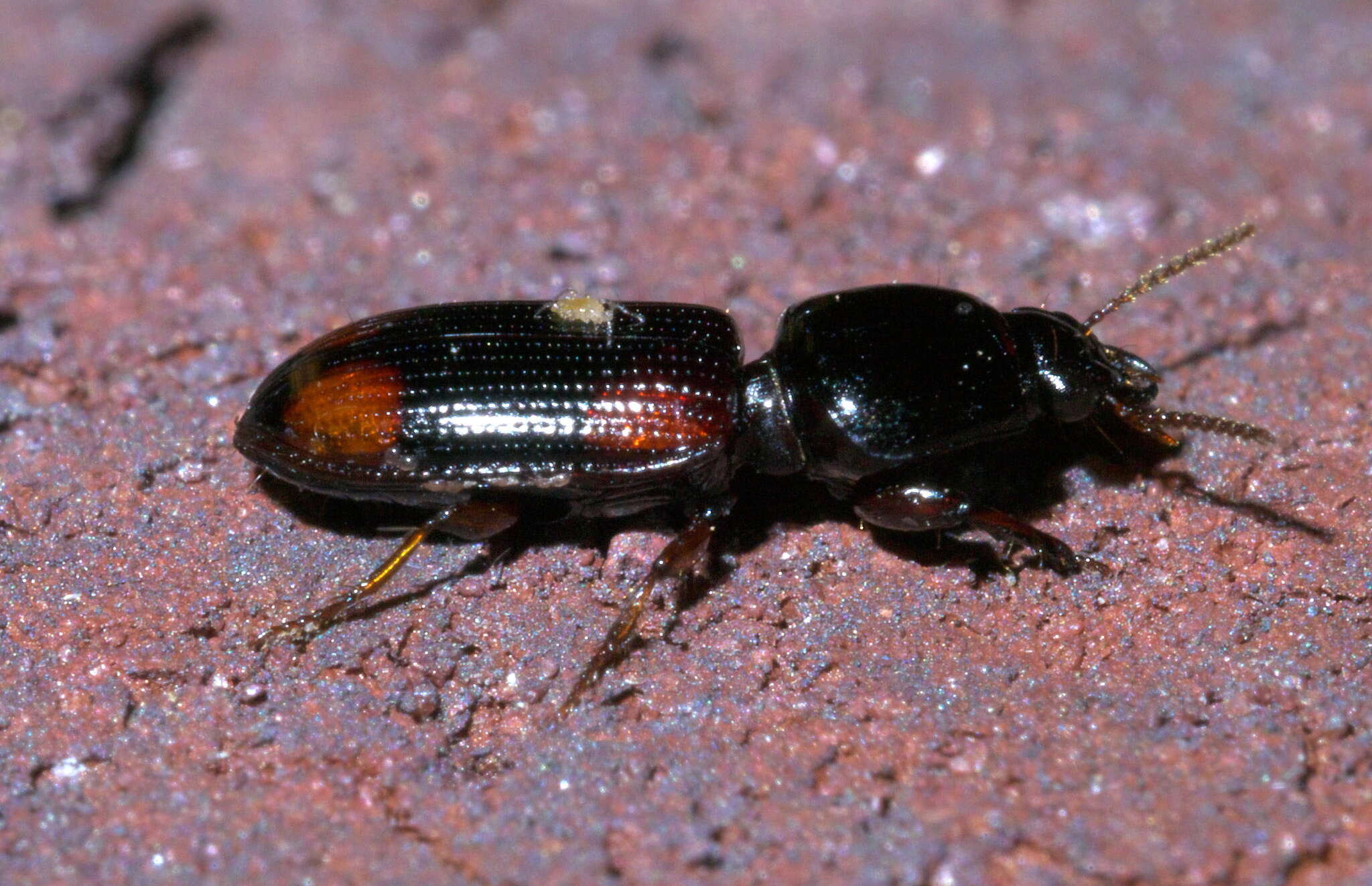 Image of Clivina (Paraclivina) bipustulata (Fabricius 1798)