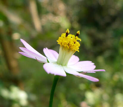 Image of wild cosmos