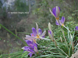 Image of early crocus