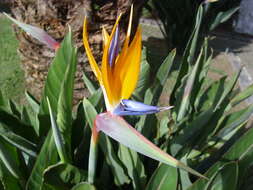 Image of Bird of paradise plant