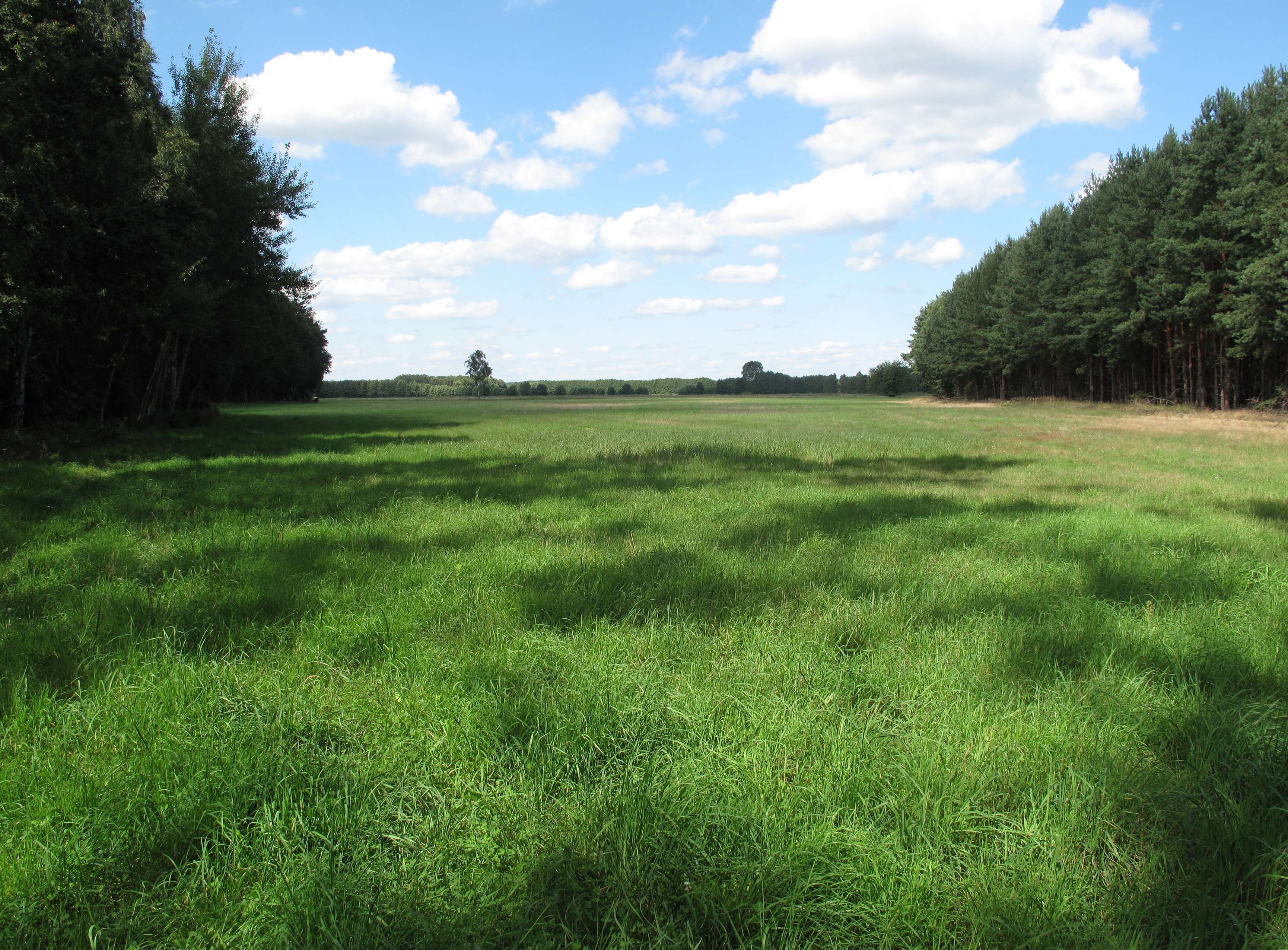 Image of perennial ryegrass