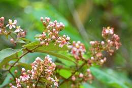 Plancia ëd Heteropterys brachiata (L.) DC.