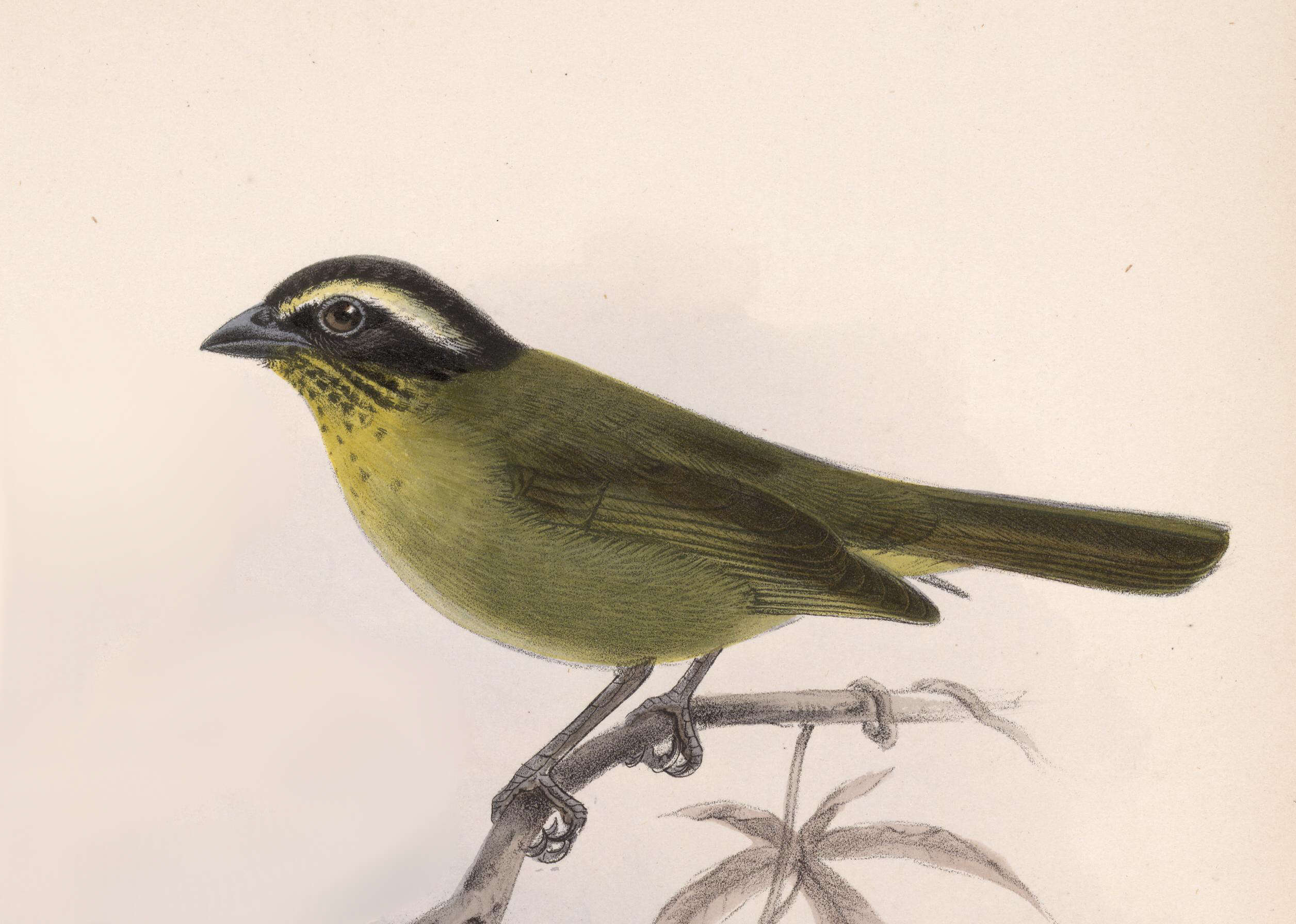 Image of Common Bush Tanager