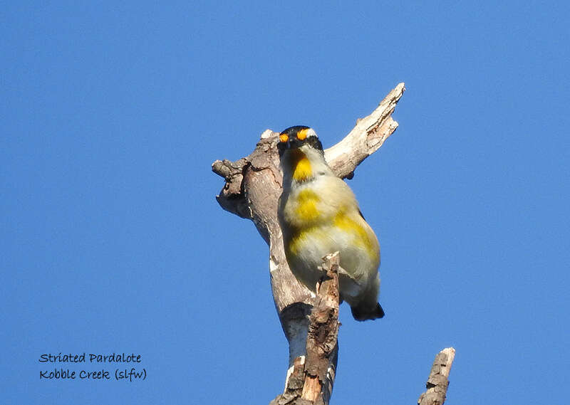 Imagem de Pardalotus striatus melanocephalus Gould 1838