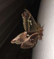 Image of Tulip-tree Silkmoth